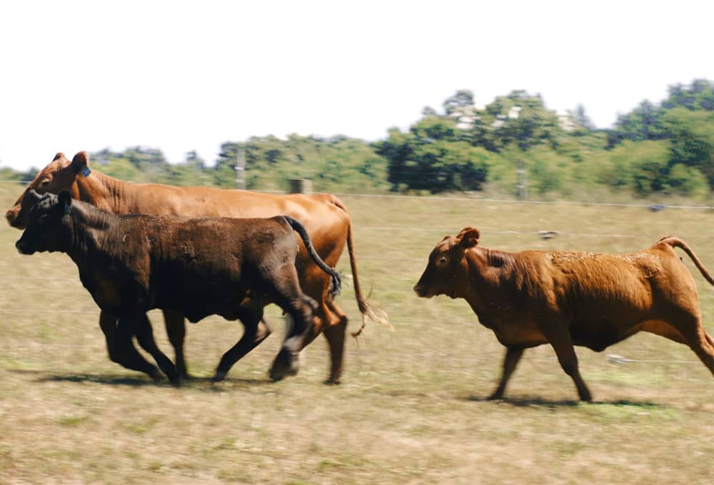 Cow Calf Farm