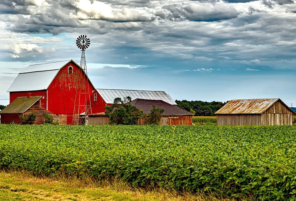 About Soybeans