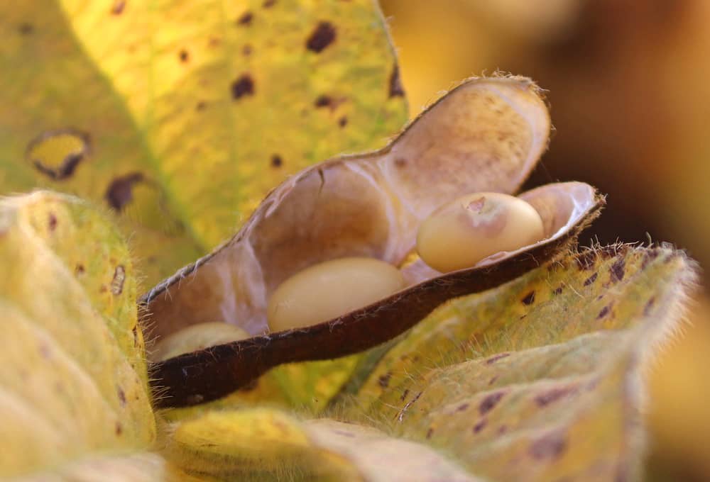 About Soybeans